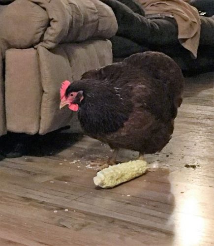 Sick Chicken